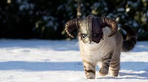 Gatos e os Vikings
