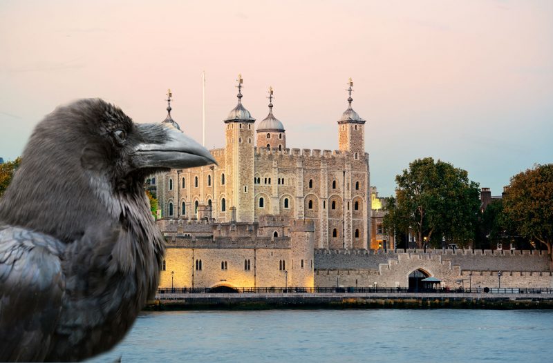 Os corvos na Torre de Londres