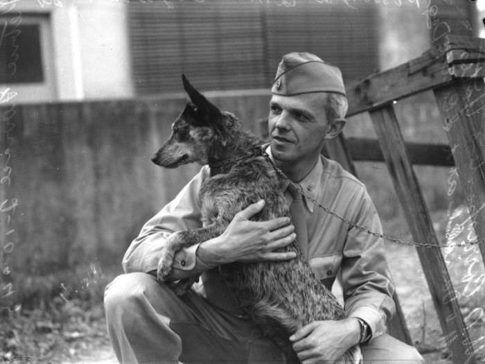 Famosos cães de guerra