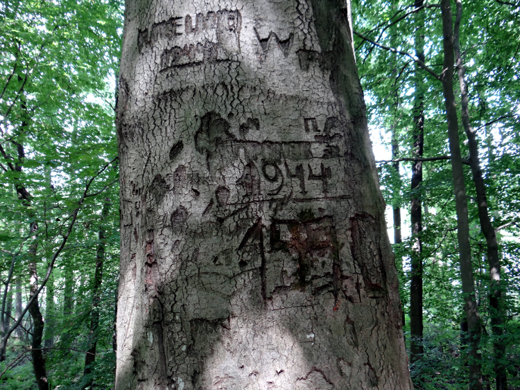 Forêt des Andaines